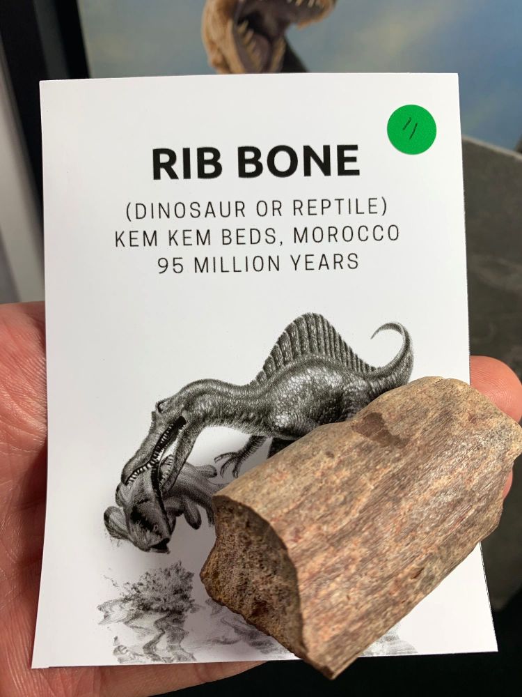 Dinosaur or Reptile Rib Bone (Kem Kem) #11