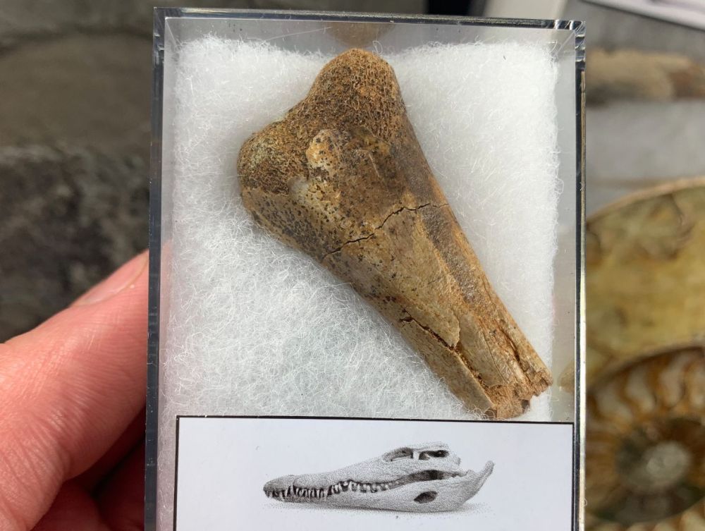 Crocodile Fibula (Hell Creek) #02