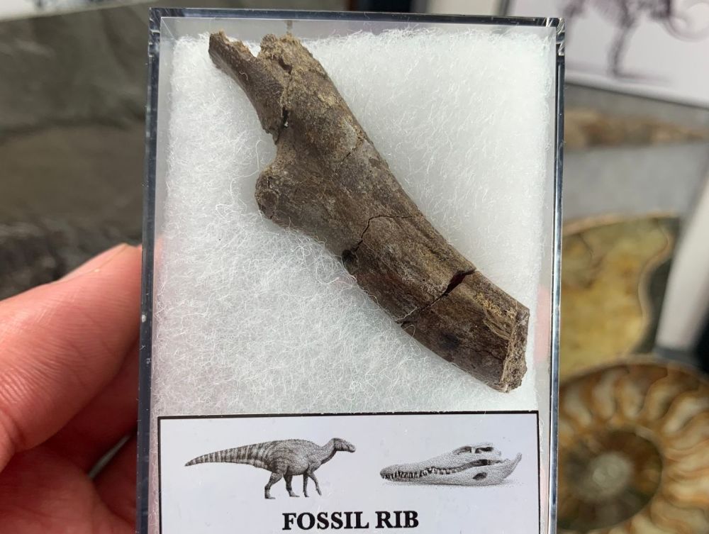 Dinosaur/Reptile Rib (Hell Creek) #01