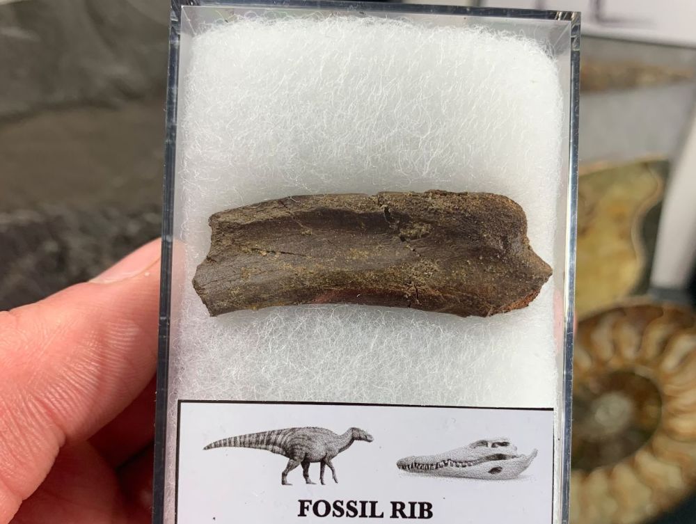 Dinosaur/Reptile Rib (Hell Creek) #04