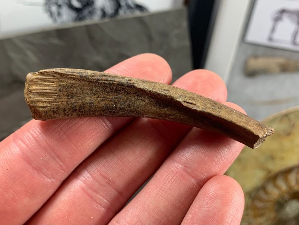 Dinosaur/Reptile Rib (Hell Creek) #05