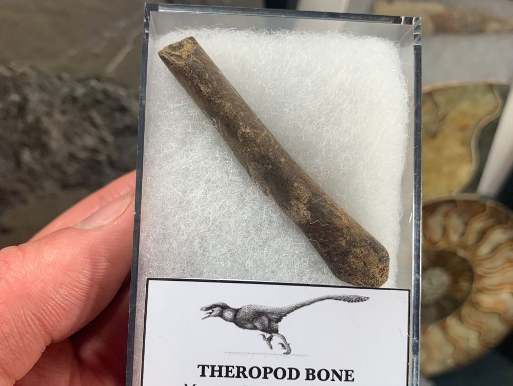 Theropod Dinosaur Bone (Hell Creek) #02