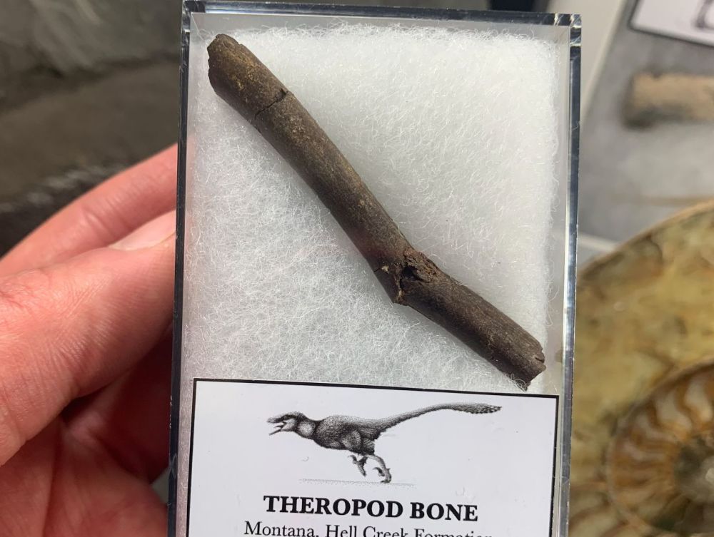 Theropod Dinosaur Bone (Hell Creek) #03