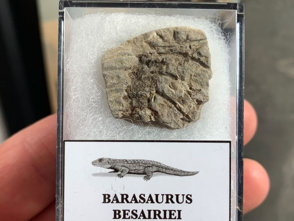 Barasaurus Fossil (Madagascar) #01