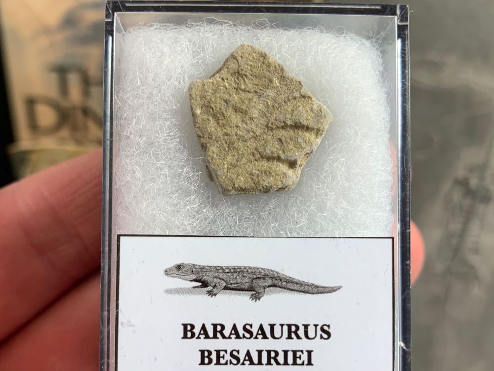 Barasaurus Fossil (Madagascar) #02