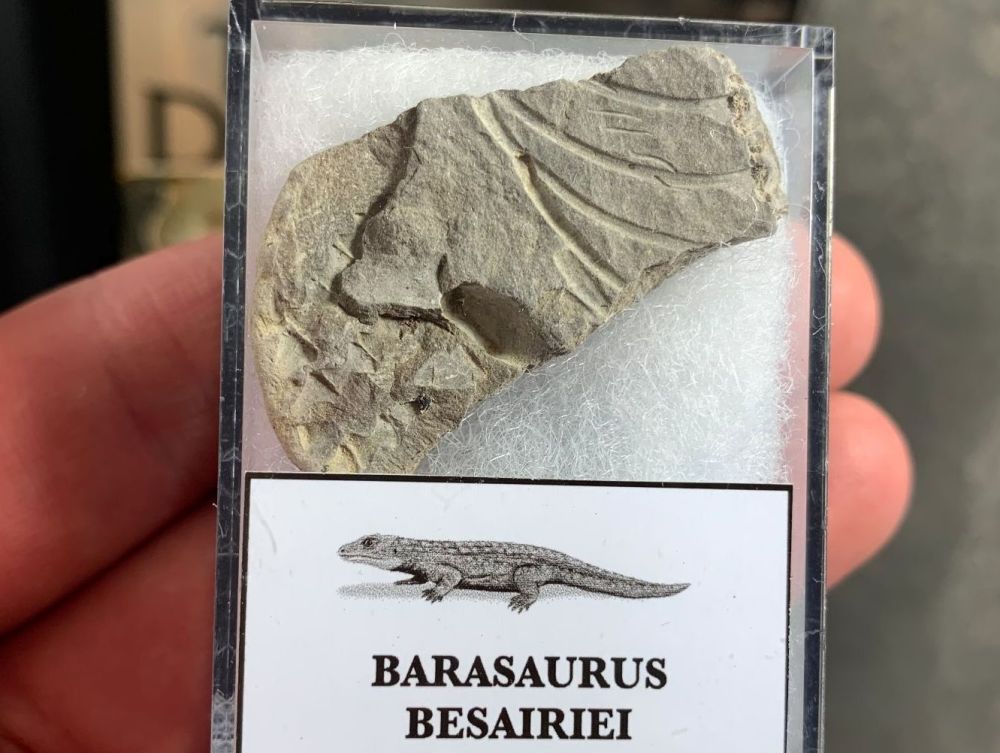Barasaurus Fossil (Madagascar) #04
