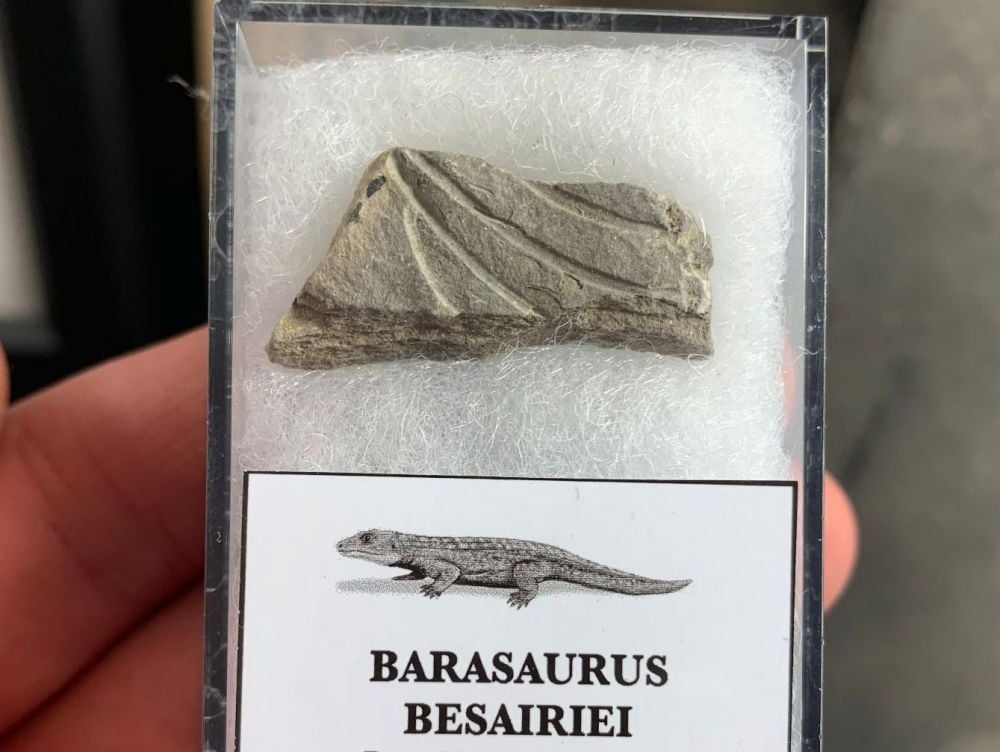 Barasaurus Fossil (Madagascar) #08