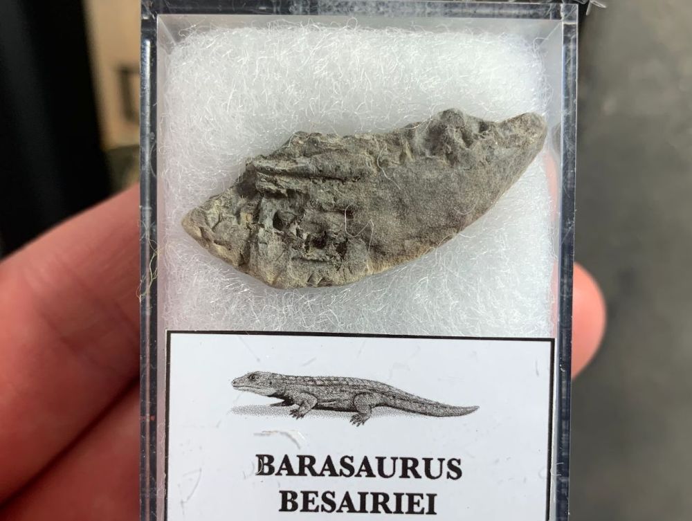 Barasaurus Fossil (Madagascar) #09