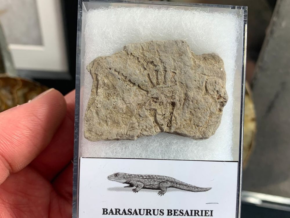 Barasaurus Fossil (Madagascar) #12