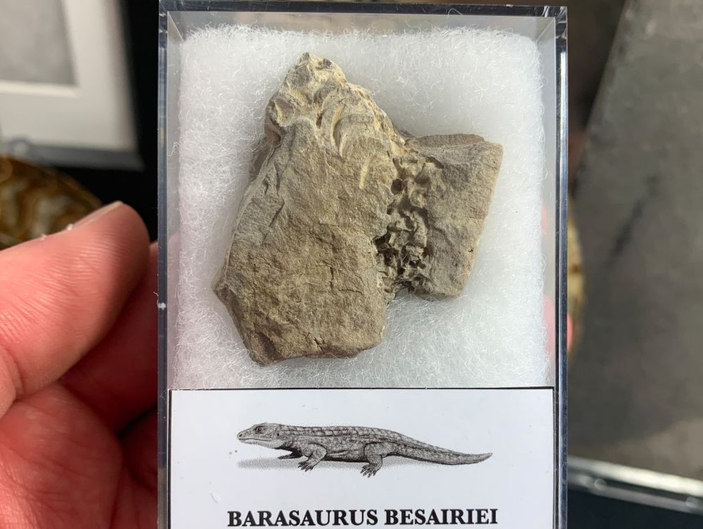 Barasaurus Fossil (Madagascar) #13