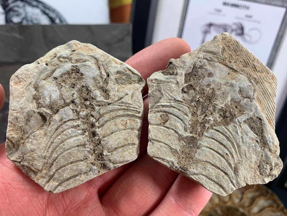 Barasaurus Fossil (Madagascar) #19