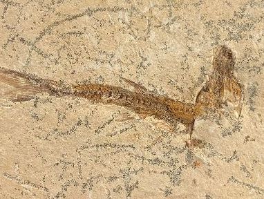 Brazil - Fossil Fish