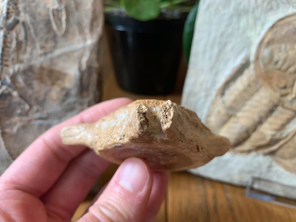 Dolphin Vertebra (North Sea) #04
