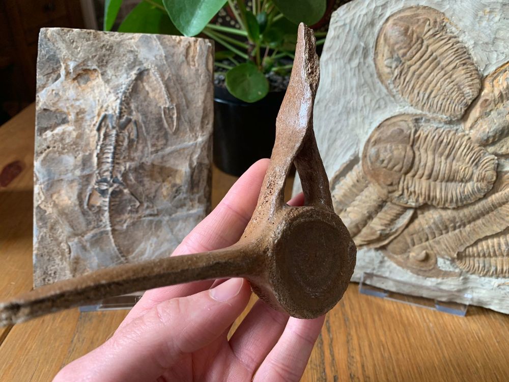 Dolphin Vertebra (North Sea) #05