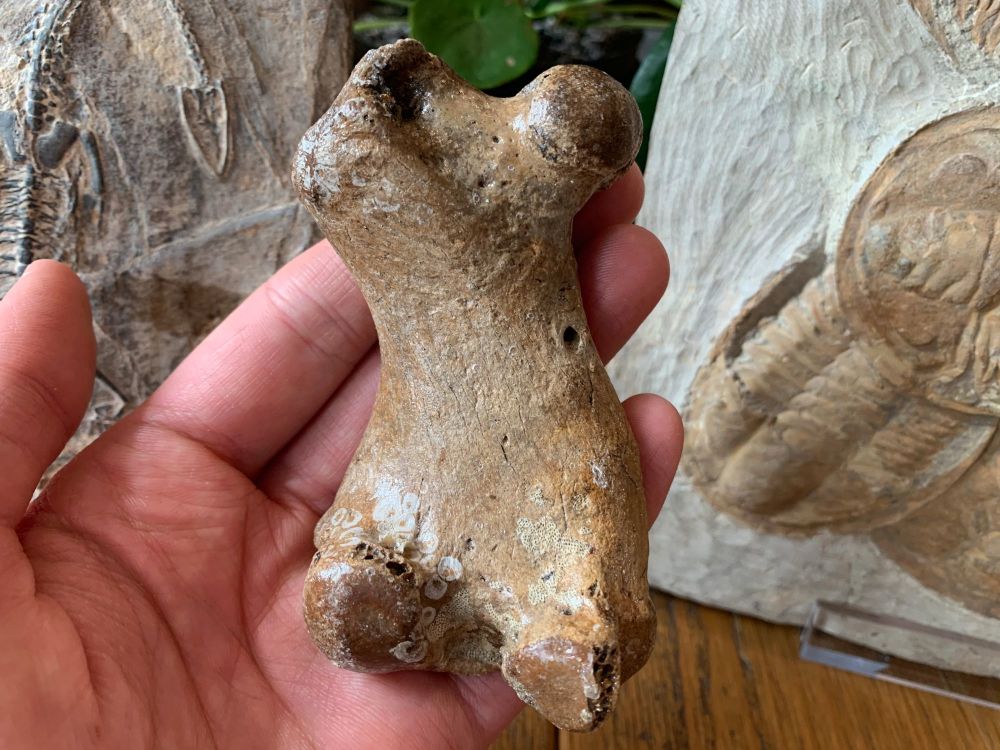 Seal Femur (North Sea) #01