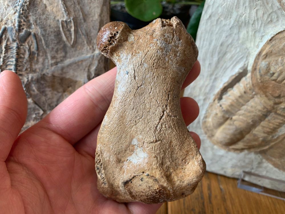 Seal Femur (North Sea) #01