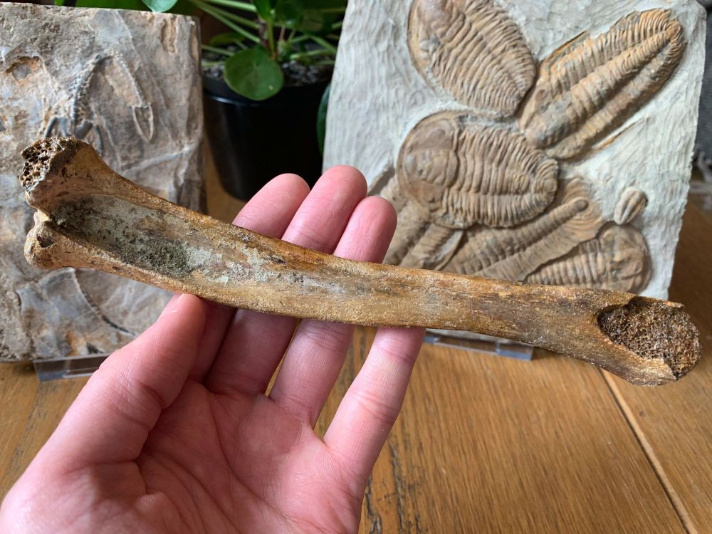 Seal Tibia (North Sea) #01