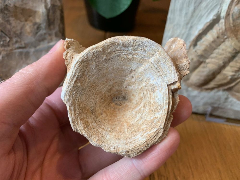 Large Enchodus Fish Vertebra (Khouribga, Morocco) #02