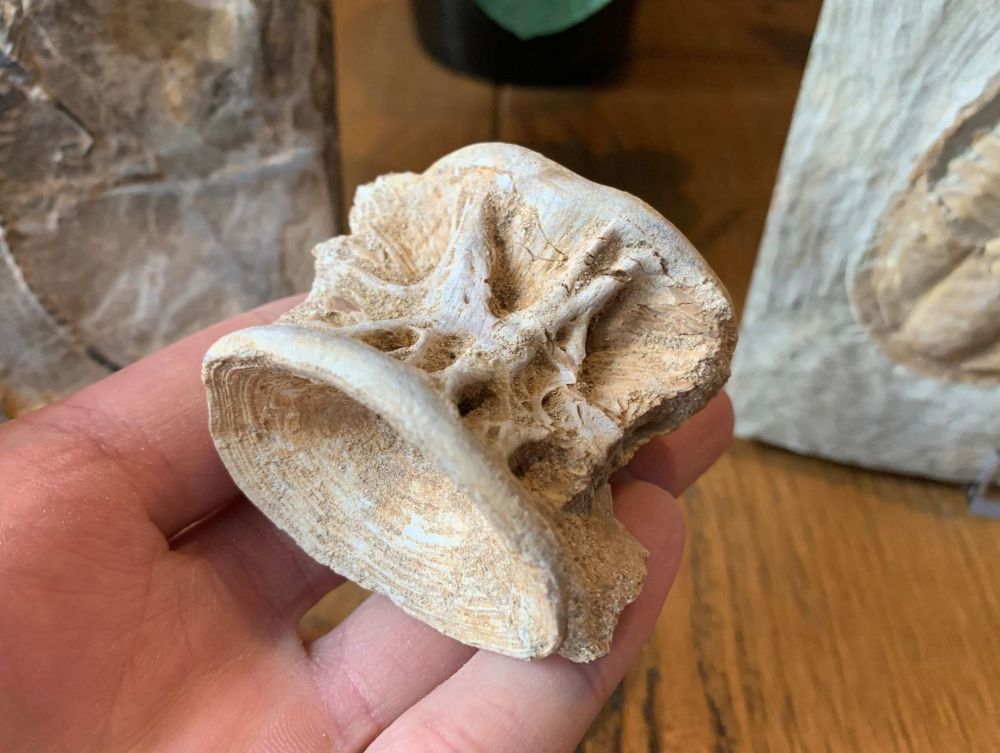 Large Enchodus Fish Vertebra (Khouribga, Morocco) #03