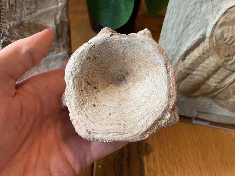 Huge Enchodus Fish Vertebra (Khouribga, Morocco)