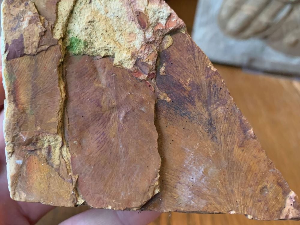 Glossopteris Leaves, Australia (Permian) #08