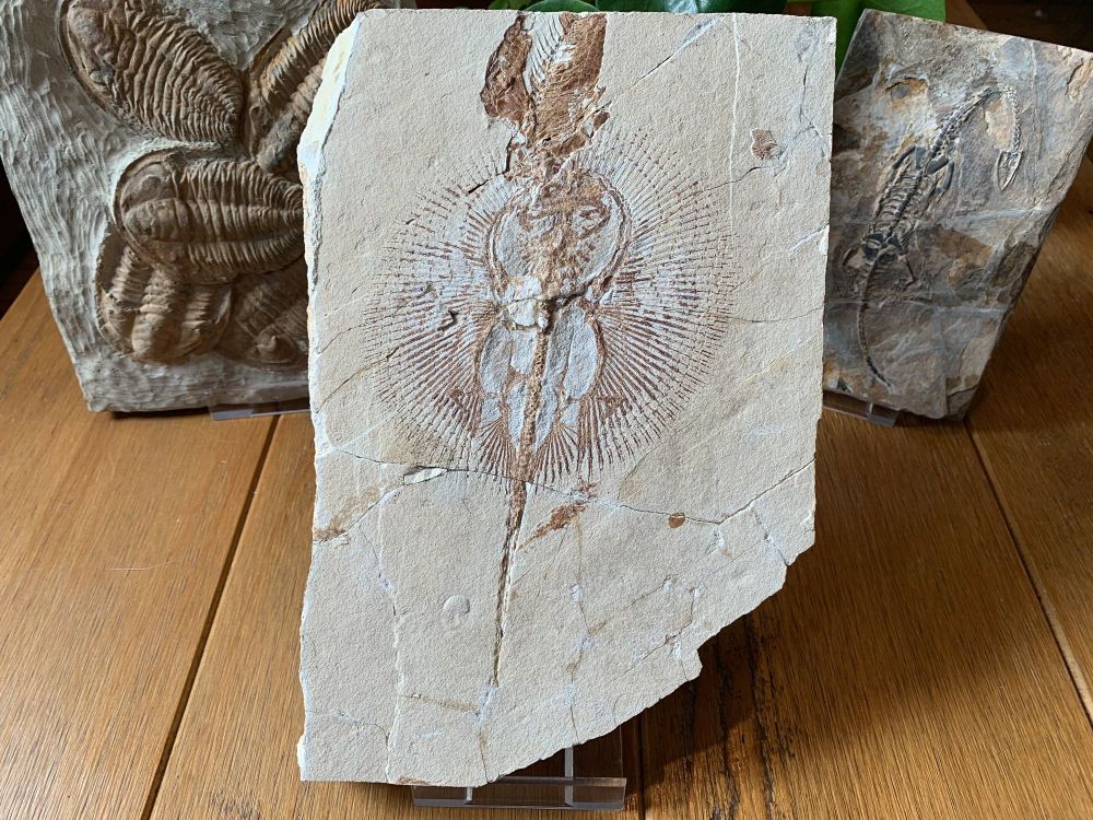 Ray Fossil (Cyclobatis)