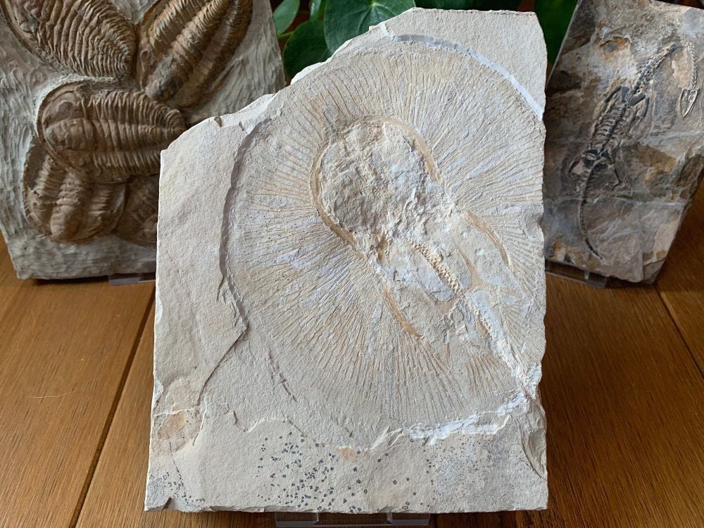 Ray Fossil (Cyclobatis)