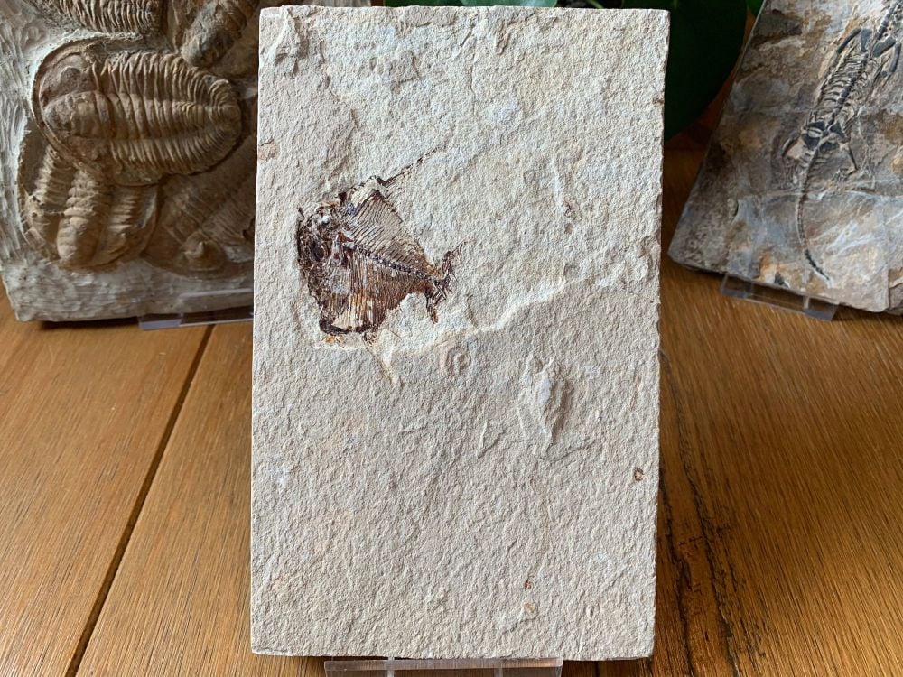 Fossil Fish (Aipichthys)