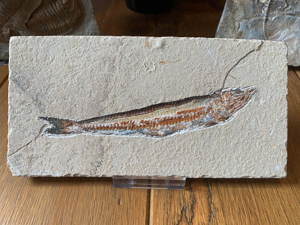 Prionolepis Fossil Viper Fish (Lebanon) #06