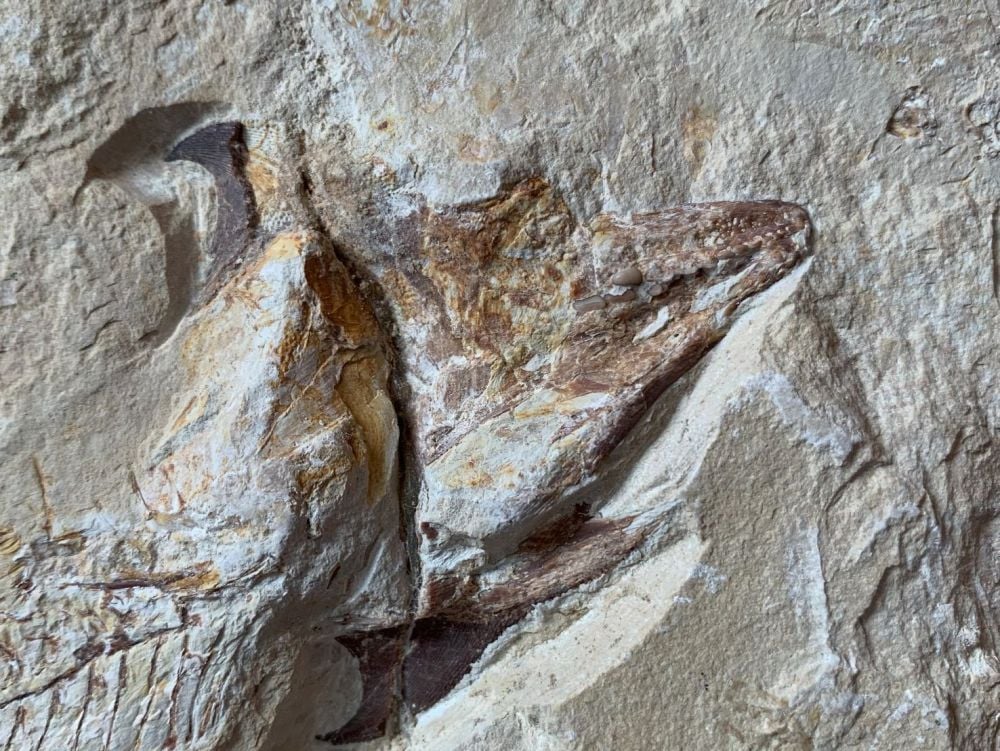 Fossil Fish (Coccodus)