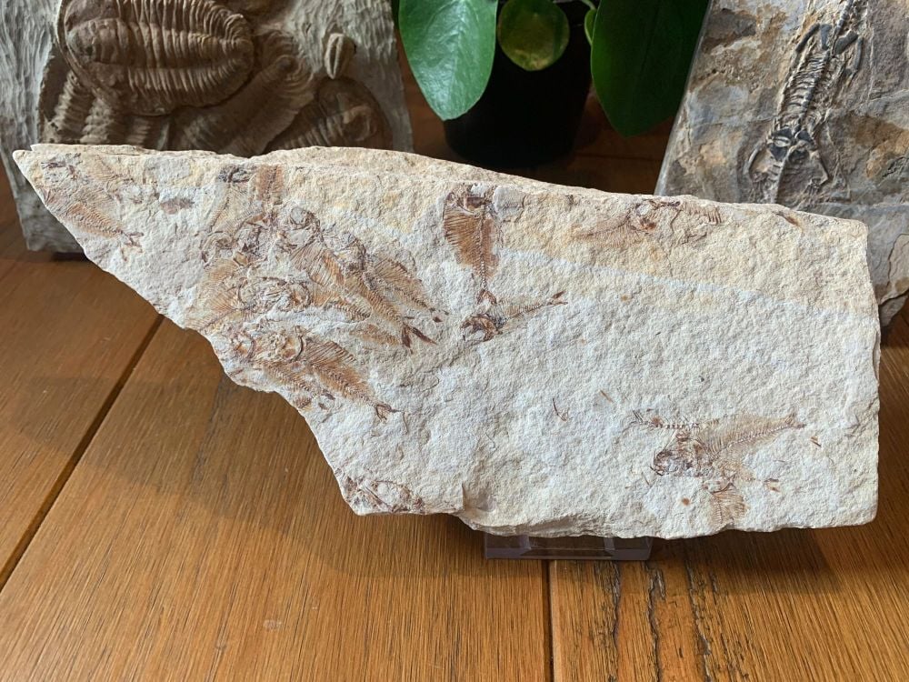 Fish Mass Mortality Plate (Armigatus)