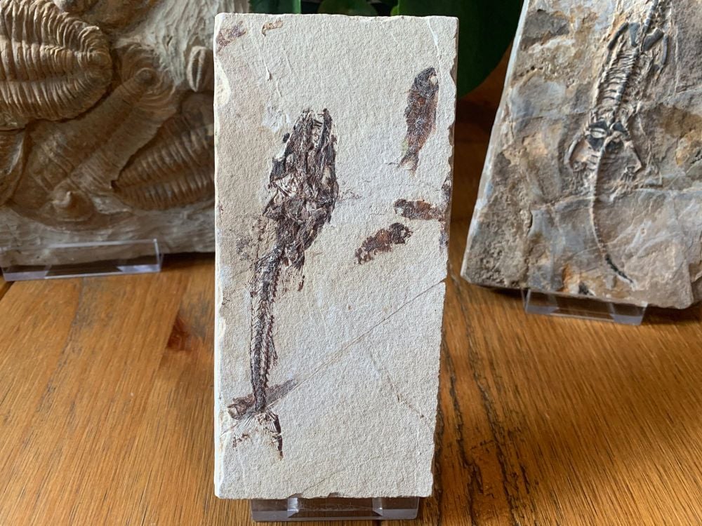 Viper Fish Fossil (Eurypholis)