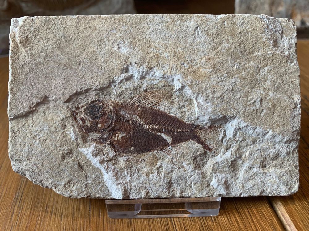 Pseudoberyx Fish Fossil (Lebanon) #13