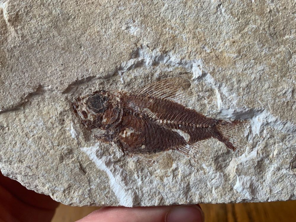 Pseudoberyx Fish Fossil (Lebanon) #13