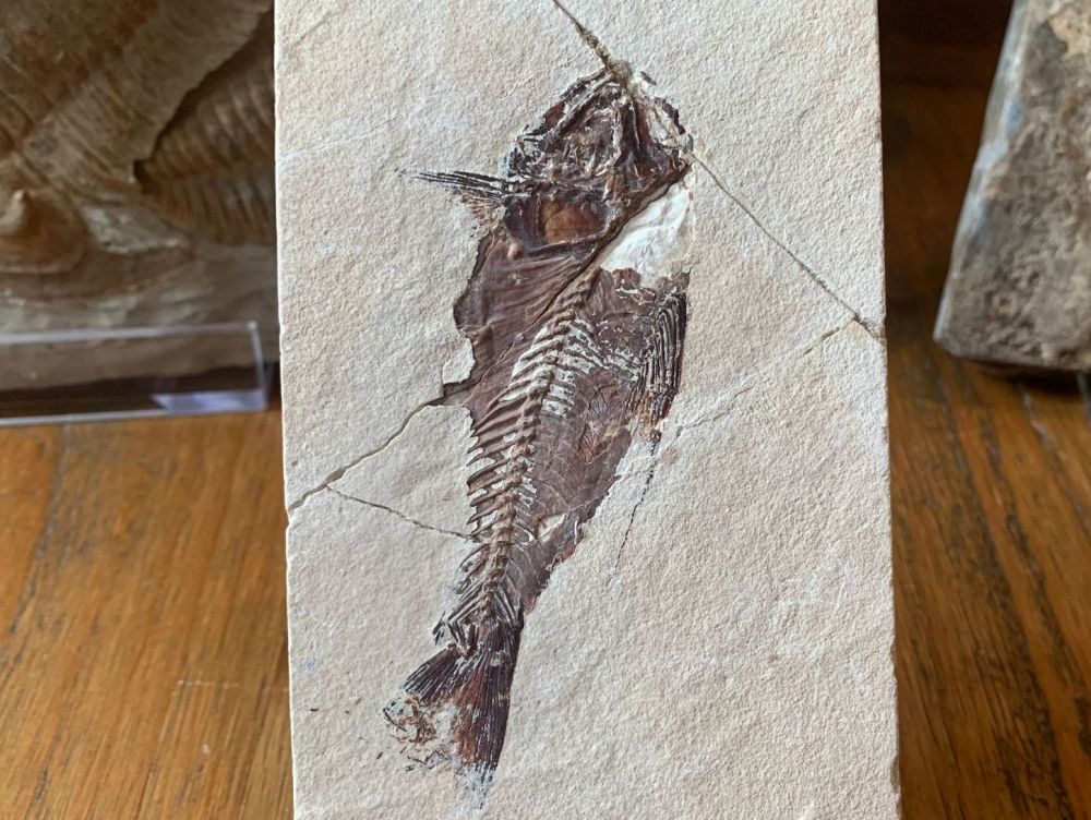 Nematonotus Fish Fossil (Lebanon) #14