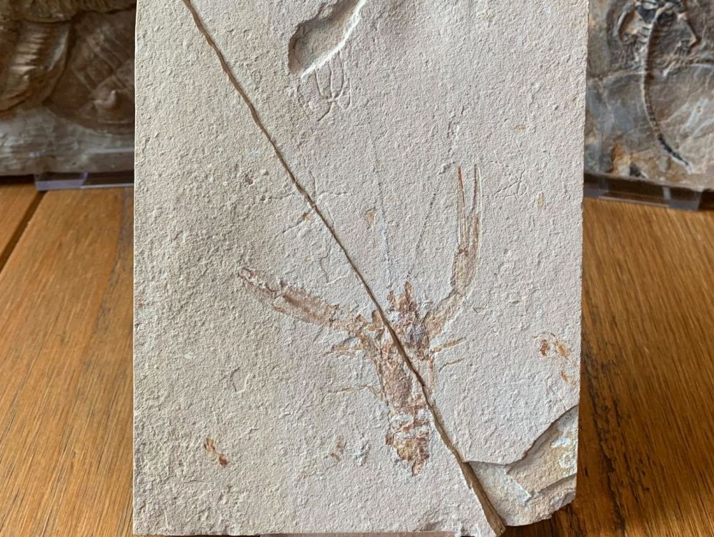 Pseudostacus hakelinsis Lobster Fossil (Lebanon) #15