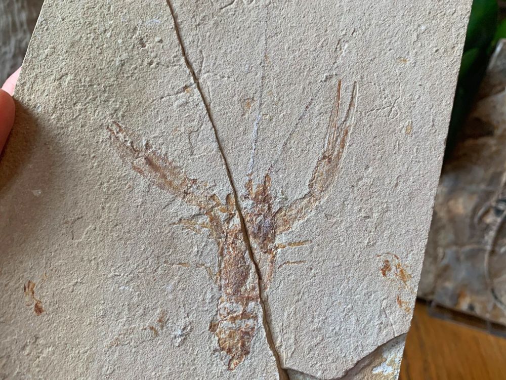 Pseudostacus hakelinsis Lobster Fossil (Lebanon) #15