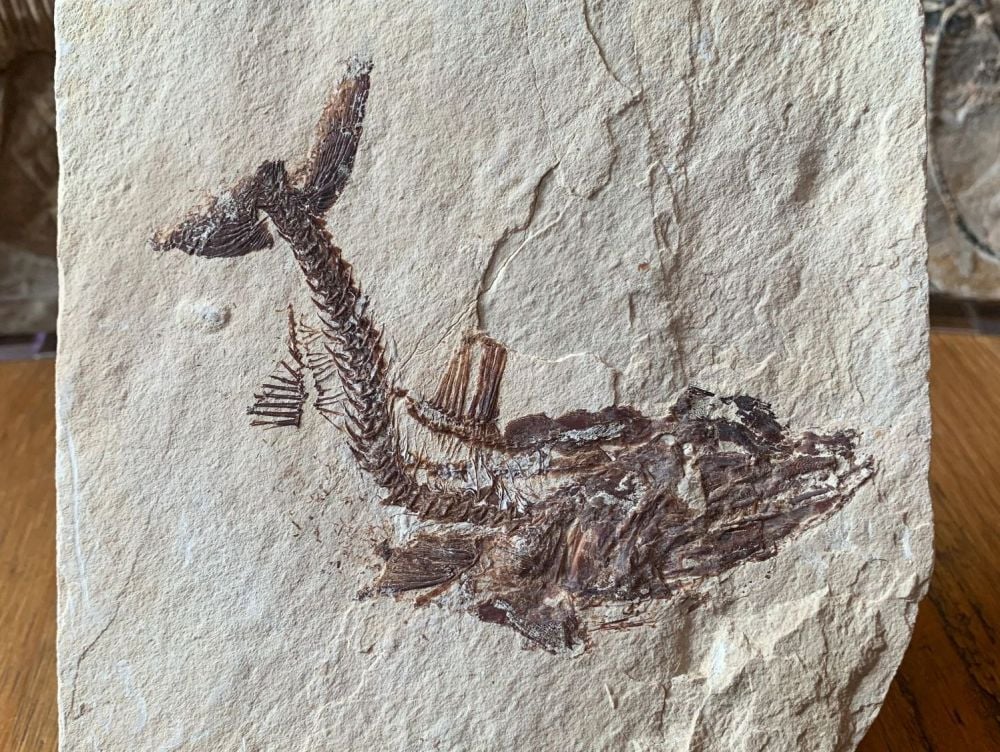 Eurypholis Viper Fish Fossil (Lebanon) #16