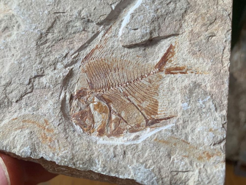 Aipichthys Fossil Fish (Lebanon) #21