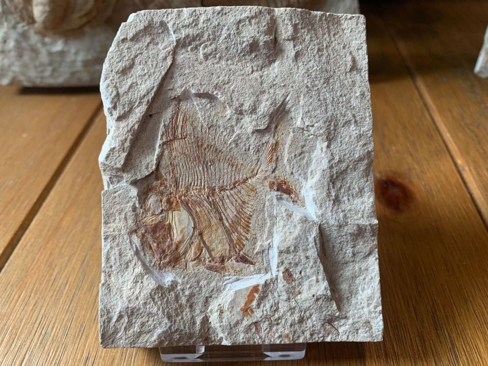 Fossil Fish (Aipichthys)