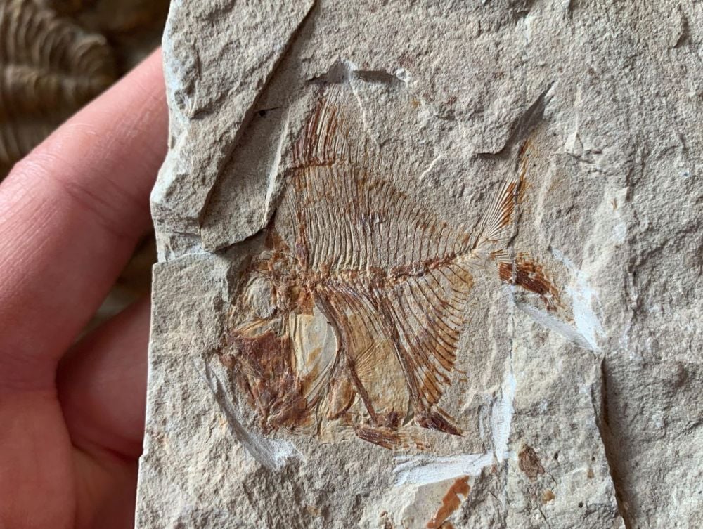 Aipichthys Fossil Fish (Lebanon) #22