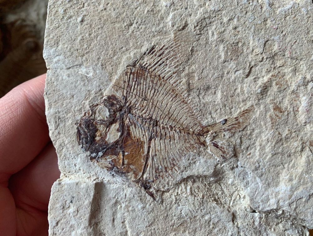 Aipichthys Fossil Fish (Lebanon) #23