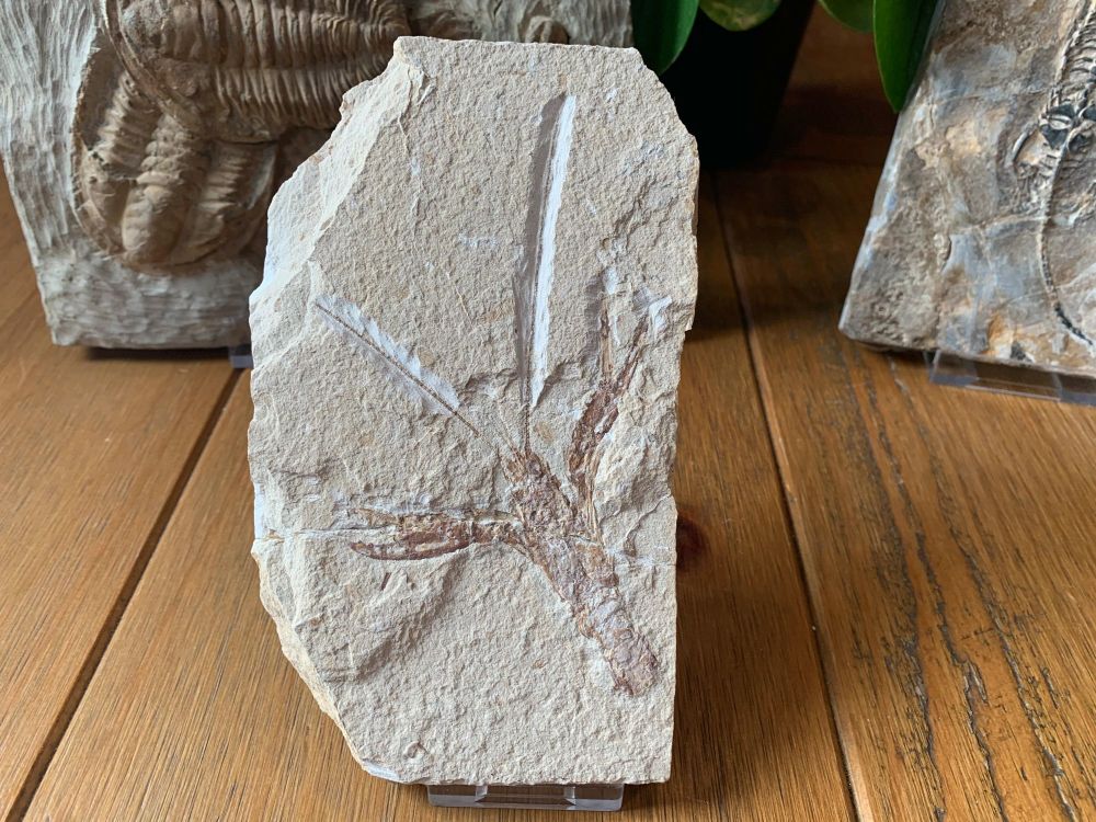 Pseudostacus hakelinsis Lobster Fossil (Lebanon) #25