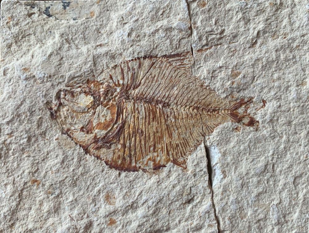 Pharmacichthys Fossil Fish (Lebanon) #26