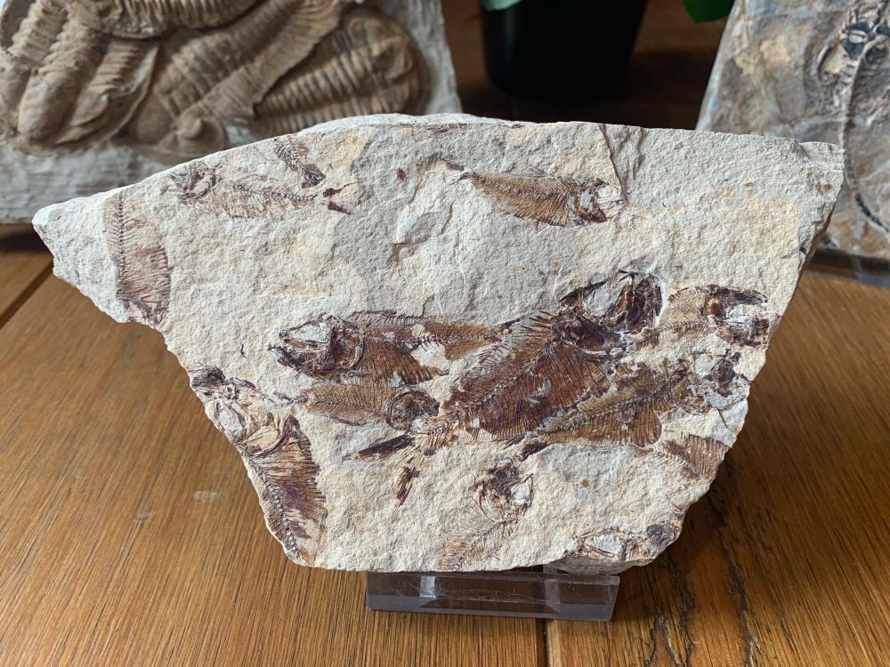 Fish Mass Mortality Plate (Armigatus)