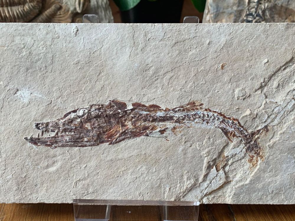 Eurypholis Viper Fish Fossil (Lebanon) #29