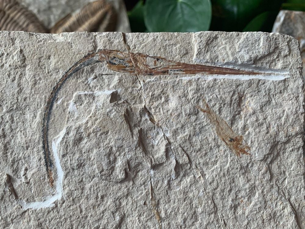 Dercetis Needle Fish Fossil (Lebanon) #30