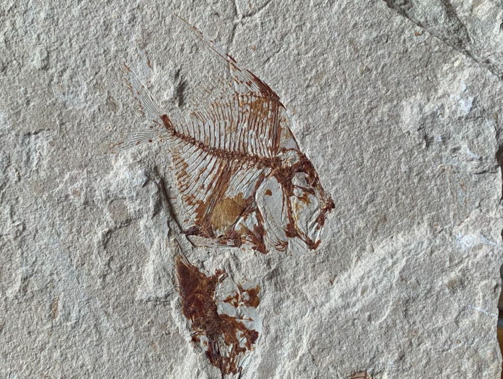 Aipichthys Fossil Fish (Lebanon) #31