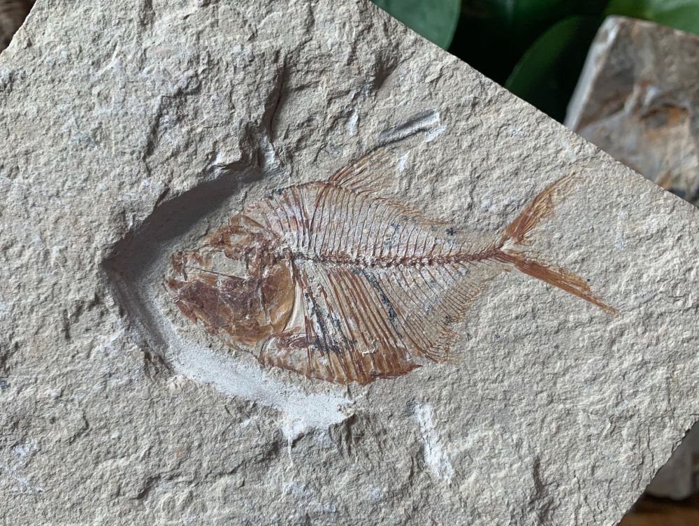 Diplomystus birdi Fossil Fish (Lebanon) #32