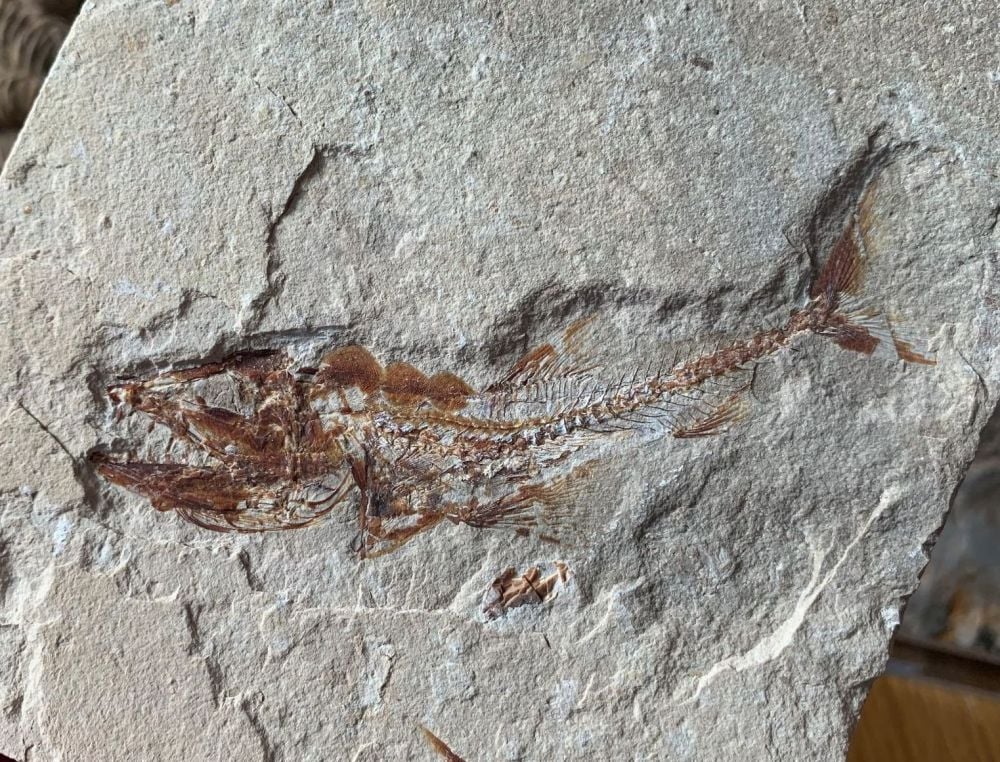 Eurypholis Viper Fish Fossil (Lebanon) #33